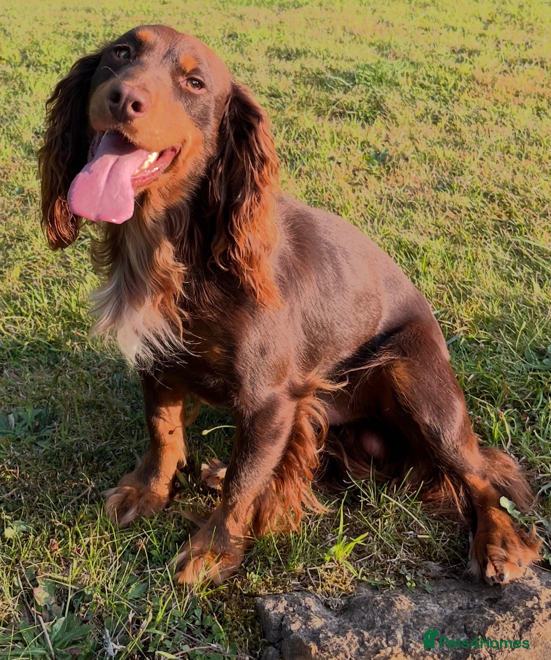 Cocker Spaniel dogs for stud: HEALTH TESTED KC COCKER SPANIEL FOR STUD - Image 6