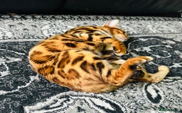Bengal cats for sale: OUTSTANDING 🤩 Purebred Brown Rosetted Bengal - Image 10
