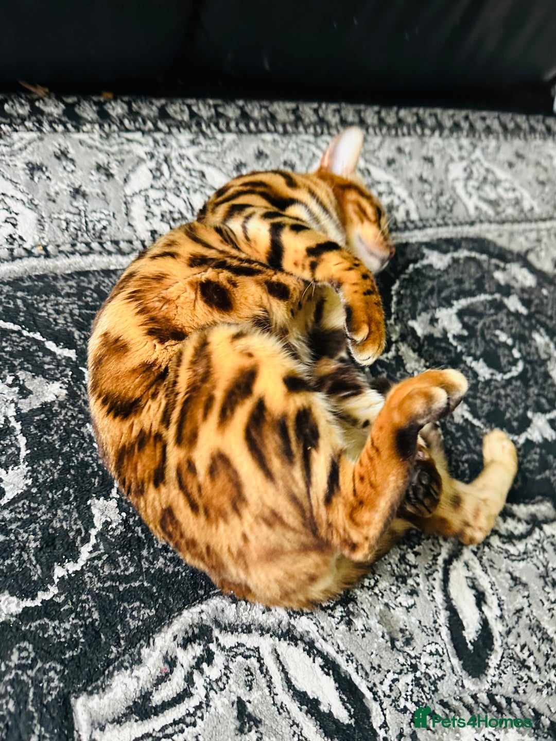 Bengal cats for sale: OUTSTANDING 🤩 Purebred Brown Rosetted Bengal - Image 10