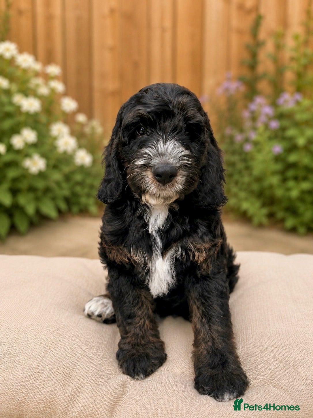 Cockapoo dogs Ready now! F1 show type miniature cockapoos - Advert 12