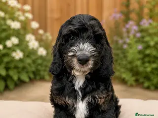 Cockapoo dogs Ready now! F1 show type miniature cockapoos - Advert 12