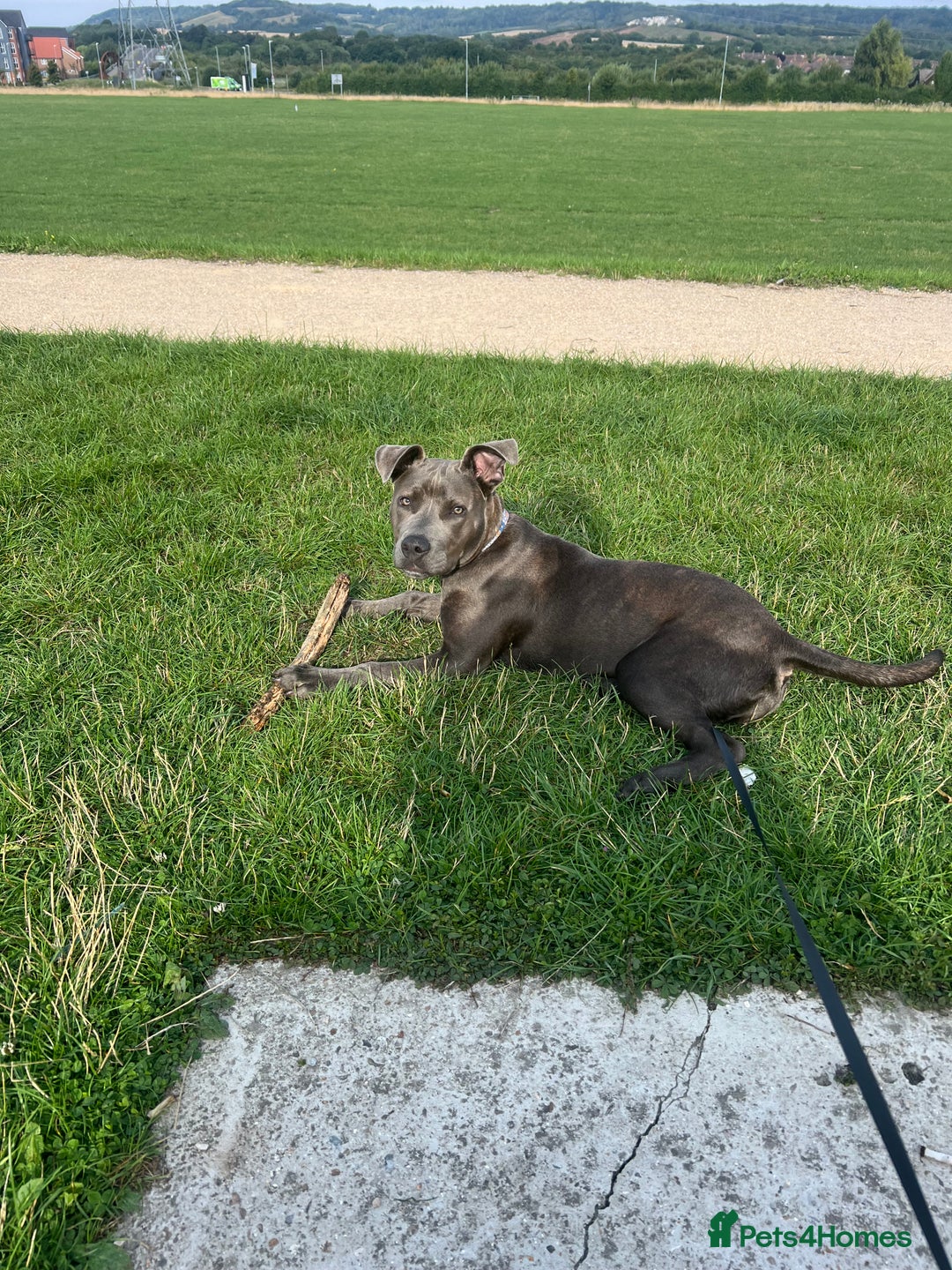 American Bull Staffy dogs for sale: Meet Sugar  - Image 1