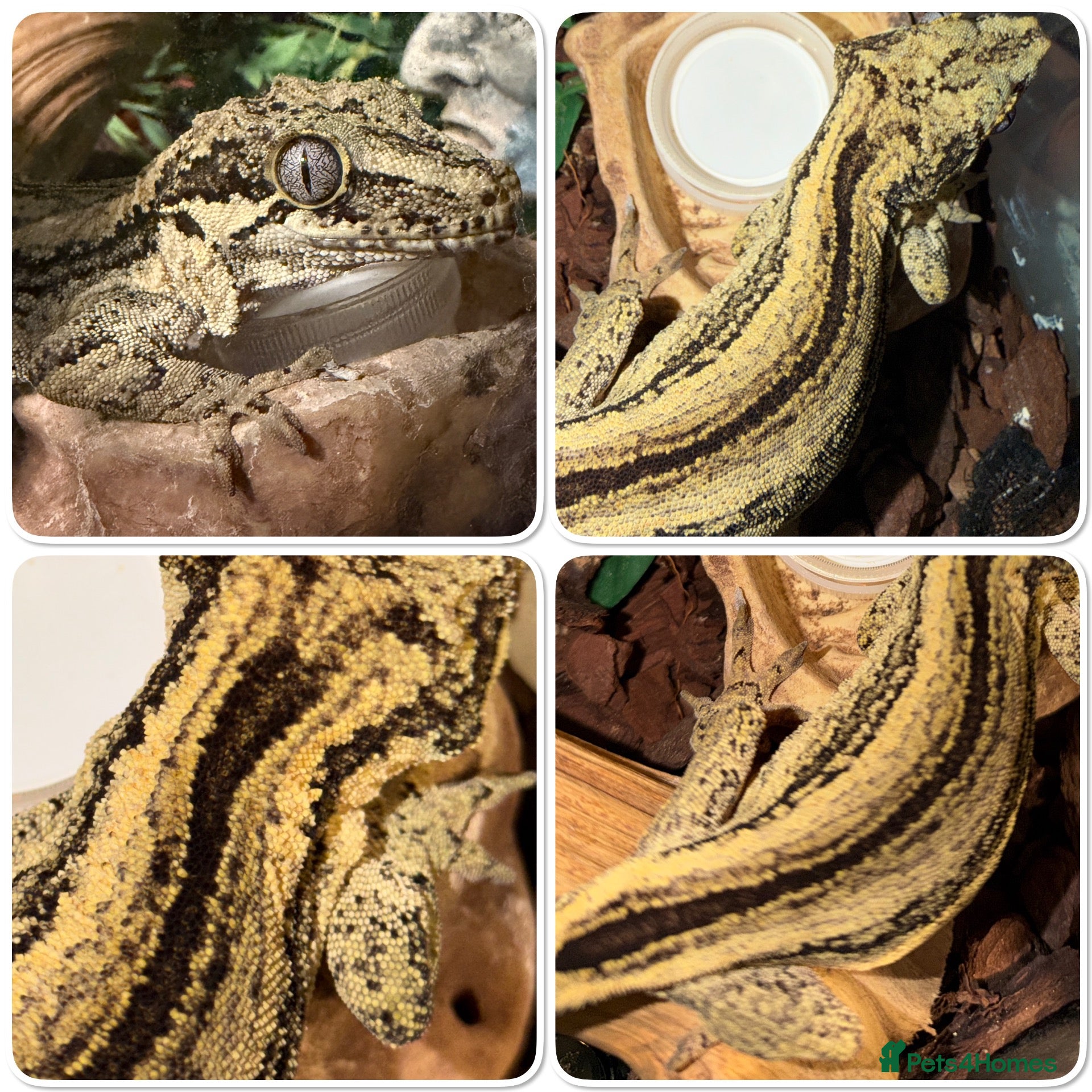 Gecko reptiles for sale: 3 Geckos For Sale (1, Gargoyle Gecko, 2 Crested) - Advert 2