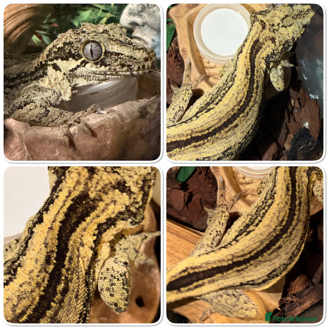 Gecko reptiles for sale: 3 Geckos For Sale (1, Gargoyle Gecko, 2 Crested) - Advert 1