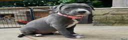 Staffordshire Bull Terrier dogs for sale: Beautiful Staffordshire Bull Terrier Puppies  in Bristol - Advert 8
