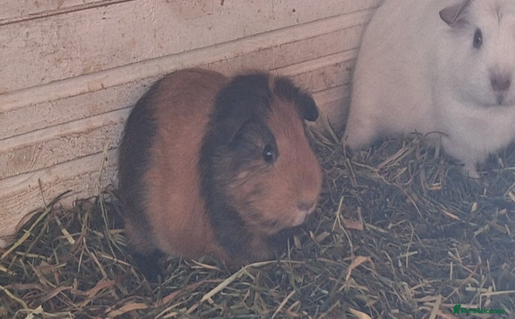 Guinea Pig rodents - Advert 4