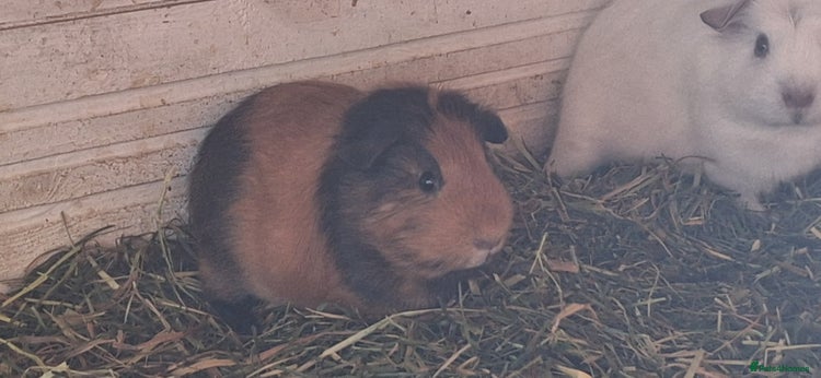Guinea Pig rodents - Advert 11
