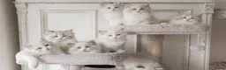 Ragdoll cats for sale: READY NOW Bicolour Lynx Ragdoll kittens - Advert 9