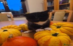 Persian cats for sale: Persian Cross tabby kittens for sale - Image 6