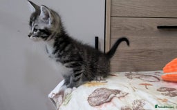 Maine Coon cats for sale: Maine Coon - Image 30