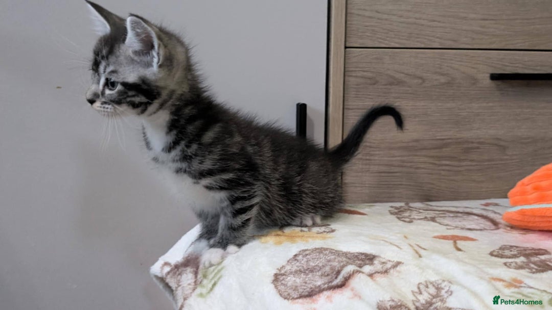 Maine Coon cats for sale: Maine Coon - Image 30