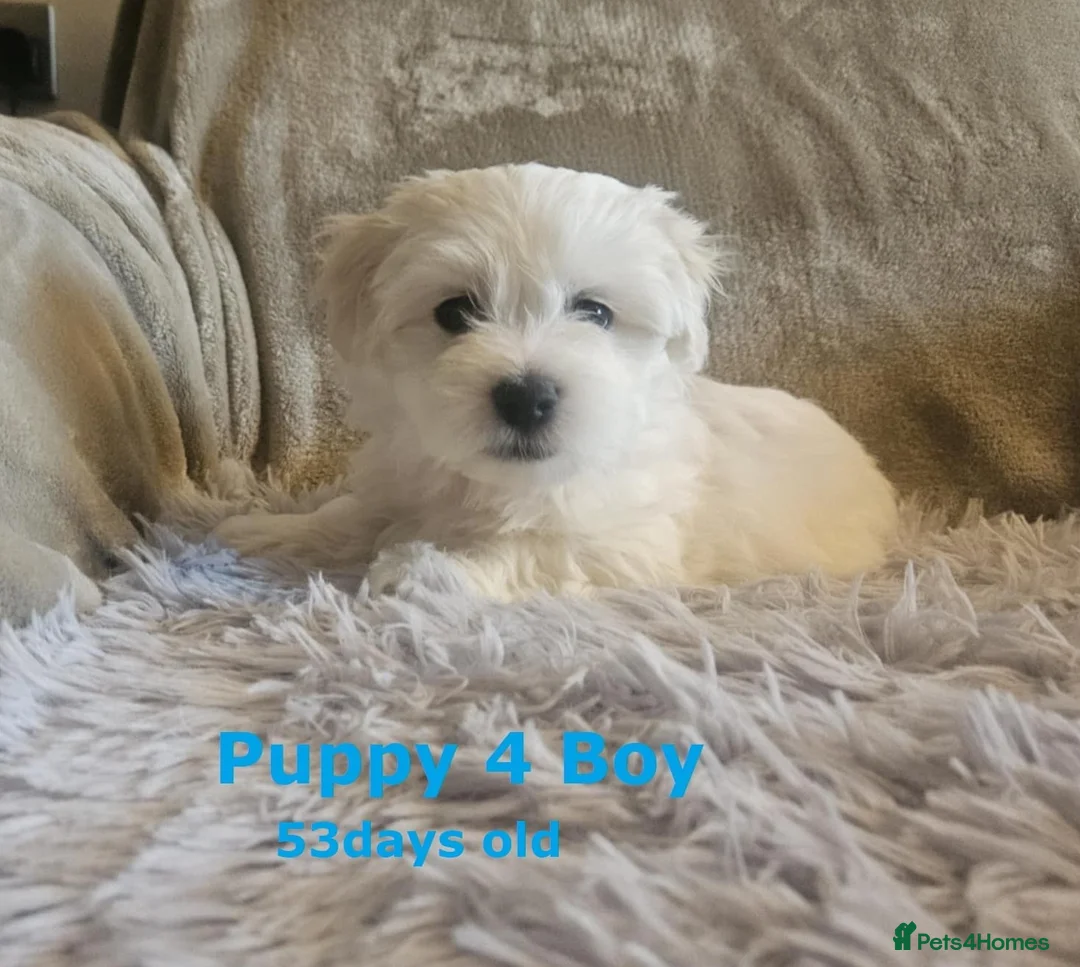 Maltese dogs for sale: Adorable Maltese puppies looking for forever home! - Advert 13