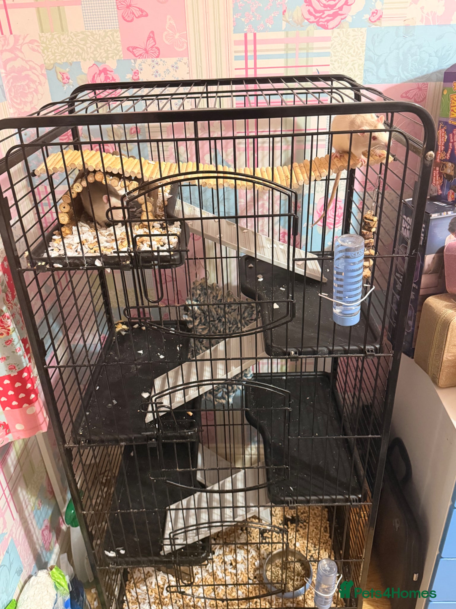 Rat rodents 2 male white rats and full cage for sale - Advert 1