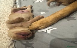 Labrador Retriever dogs for sale: Fox Red litter born 5th August - Image 28