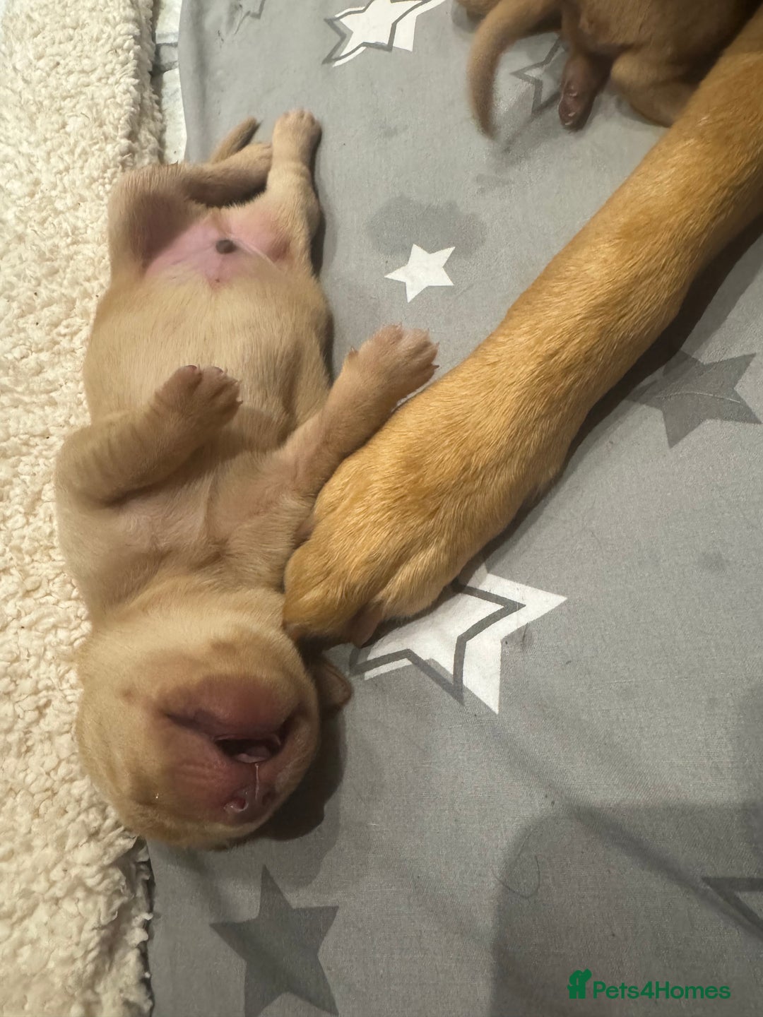 Labrador Retriever dogs for sale: Fox Red litter born 5th August - Image 28