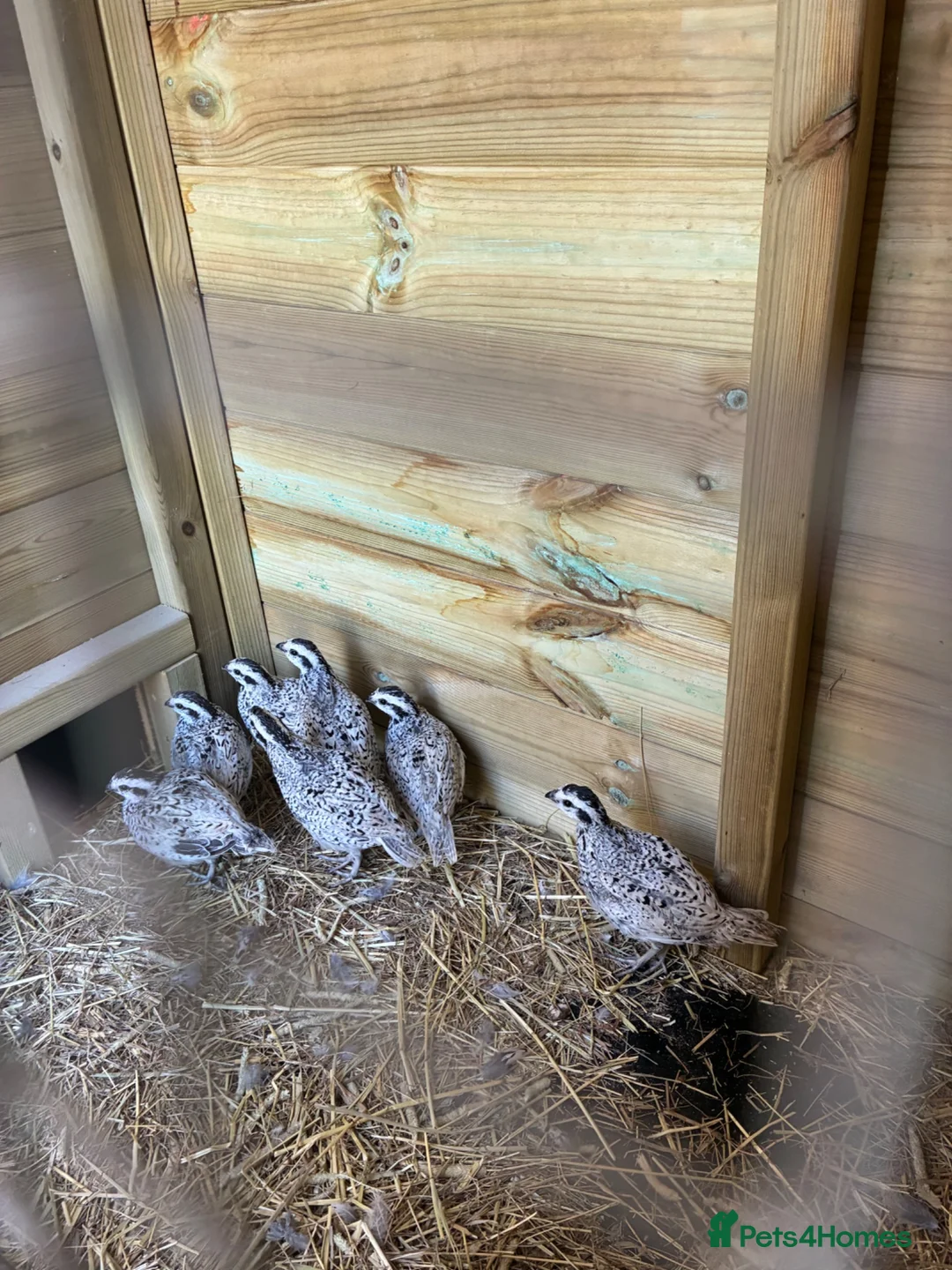 Quail poultry for sale: ** SNOW FLAKE BOB WHITE MALE QUAILS ** - Advert 2