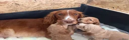 Cocker Spaniel dogs for sale: KC Registered Working Cocker Spaniel Pups in Glasgow - Advert 1