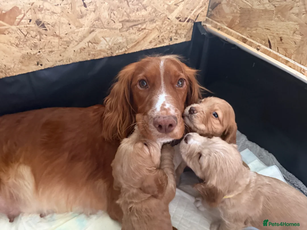 Cocker Spaniel dogs for sale: KC Registered Working Cocker Spaniel Pups in Glasgow - Advert 1