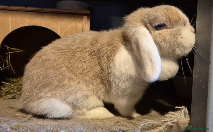 Mini Lop rabbits - Advert 9