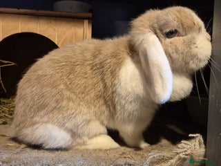 Mini Lop rabbits Mini lops various age and price see description. - Advert 13