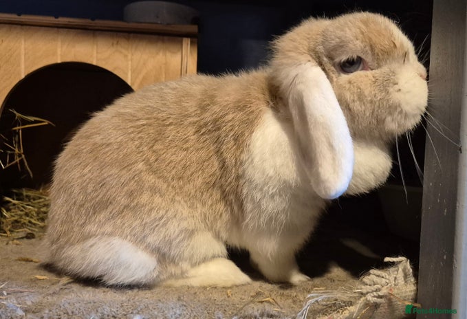 Mini Lop rabbits Mini lops various age and price see description. - Advert 6