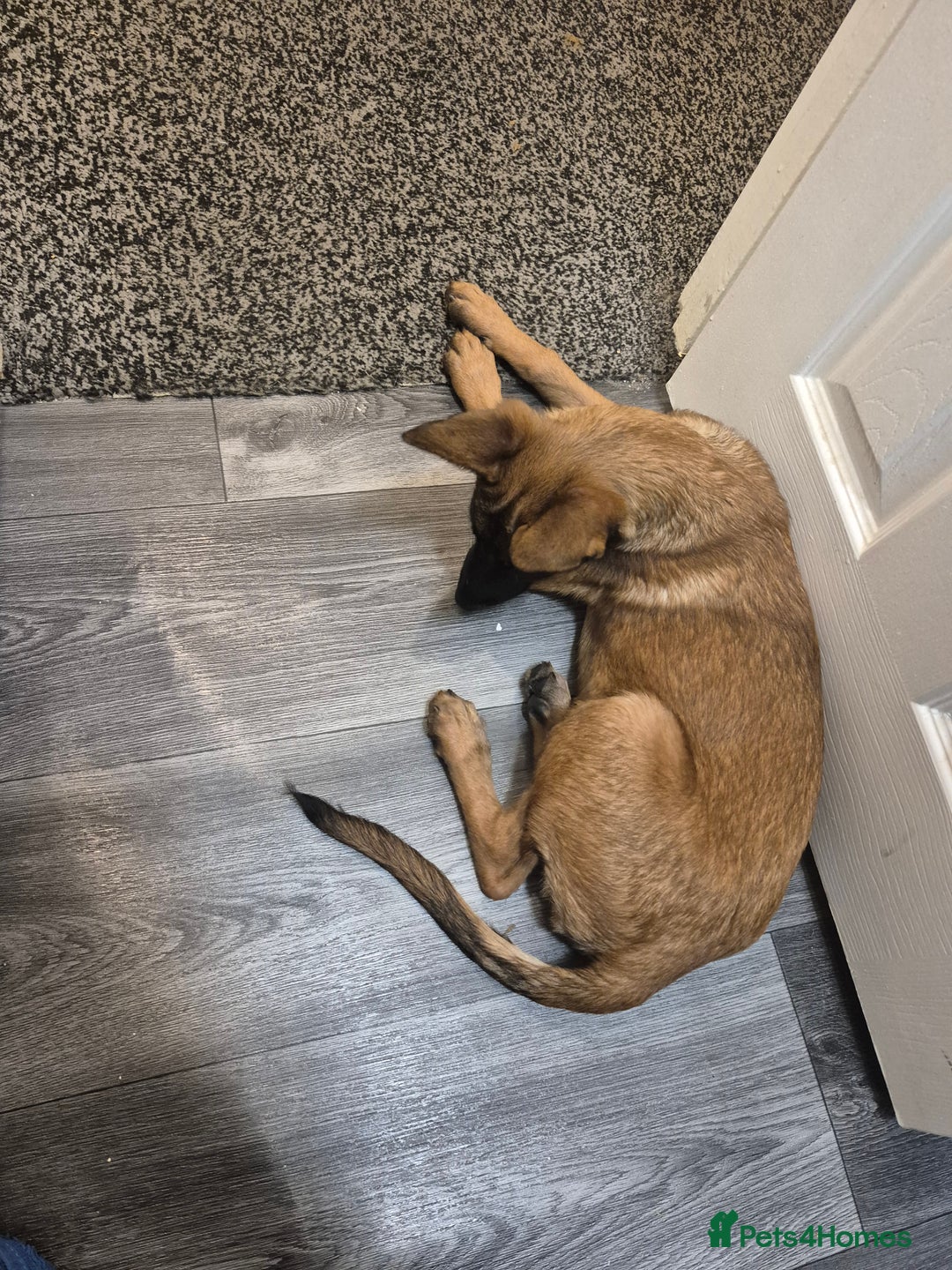 Belgian Shepherd Dog dogs for sale: Belgian malinois  - Advert 3