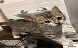 British Shorthair cats for sale: One female kitten for sale - Advert 30