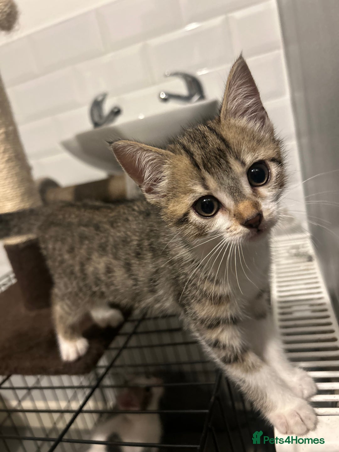 British Shorthair cats for sale: One female kitten for sale - Advert 30