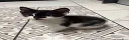 Mixed Breed cats for sale: 3 Beautiful Kittens Looking for Loving Homes  - Advert 2