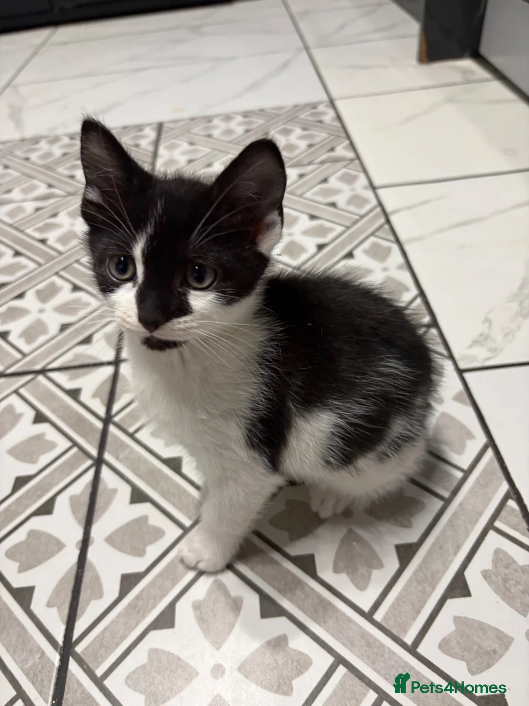 Mixed Breed cats for sale: 3 Beautiful Kittens Looking for Loving Homes  - Advert 2