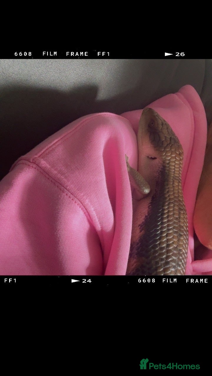 Skink reptiles Male blue skink lizard  - Advert 1