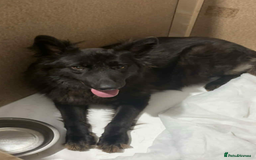 German Shepherd dogs for sale: German shepherd puppies  - Image 9