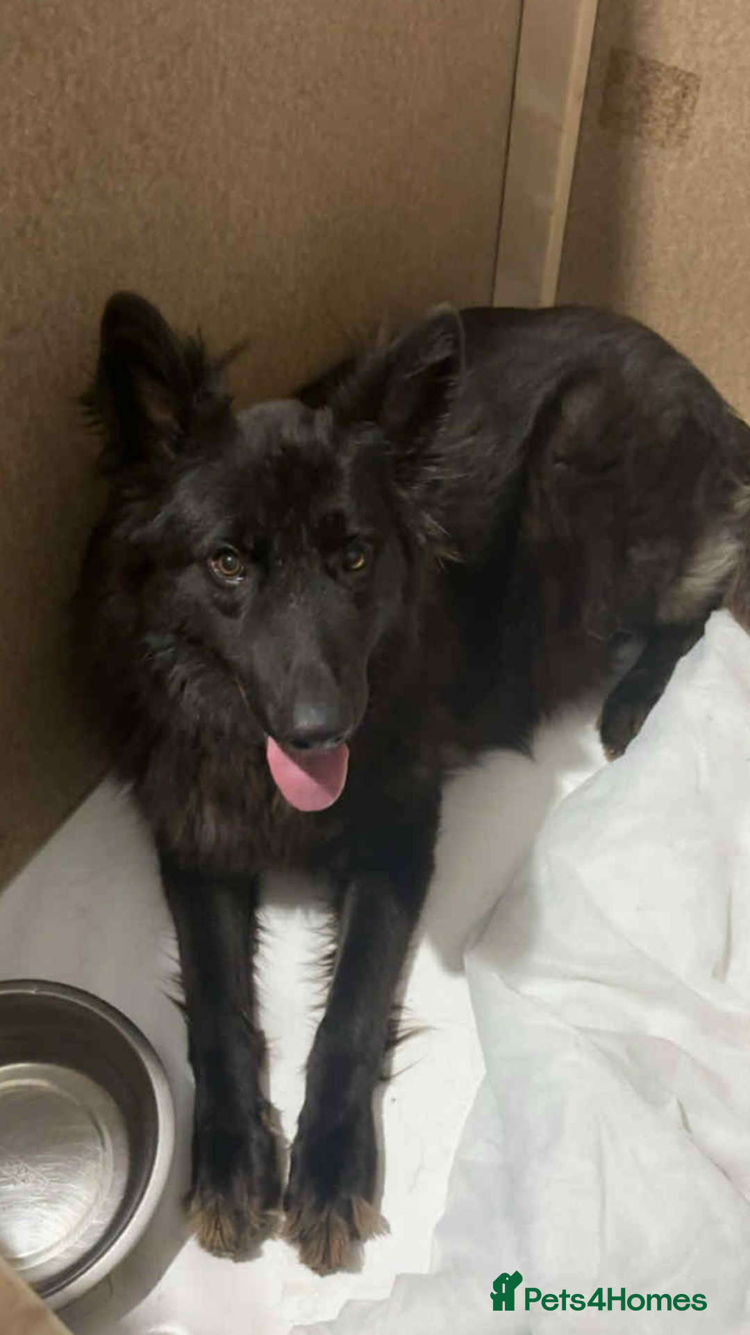German Shepherd dogs for sale: German shepherd puppies  - Image 9
