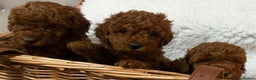 Toy Poodle dogs for sale: Stunning Deep Red Toy poodle puppies  - Advert 5