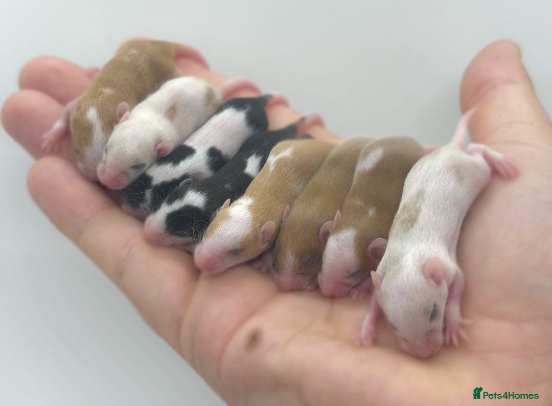 Mouse rodents for sale: baby fancy mice - please read the description.  - Image 2