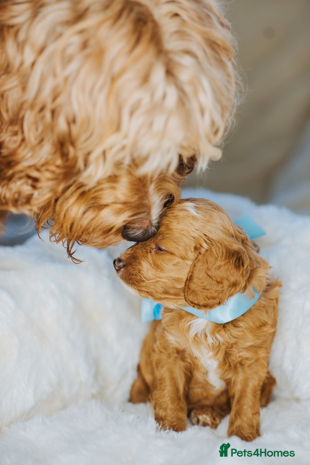 Cockapoo dogs for sale:  READY NOW!! 💙🐶💙2 boys Amazing F1b Cockapoos  - Advert 5