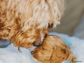 Cockapoo dogs Amazing F1b Cockapoos - Advert 3