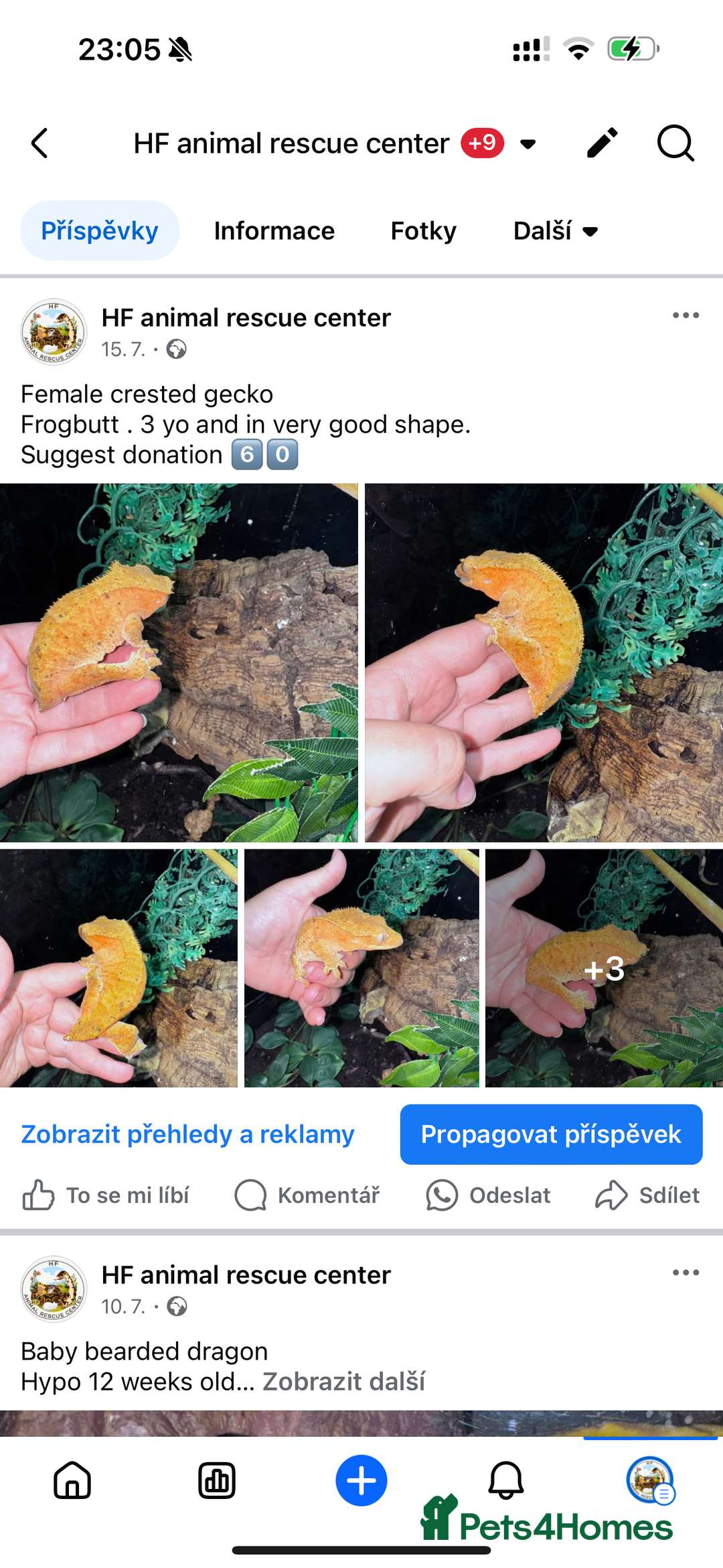 Leopard Gecko reptiles for sale: crested geckos - possible a full setup  - Image 2