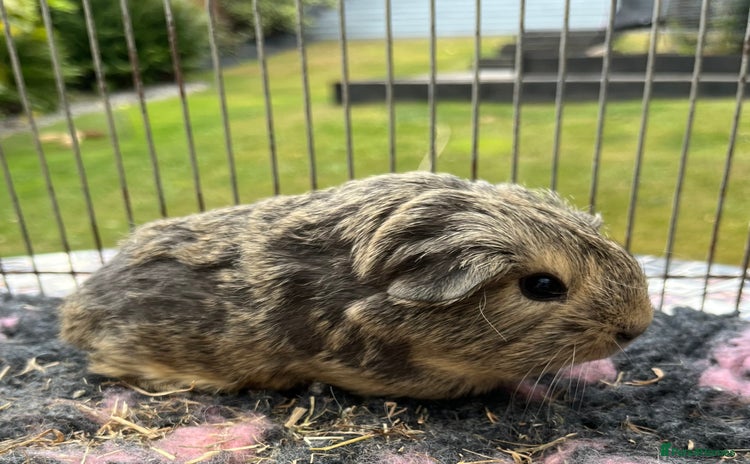 Guinea Pig rodents - Advert 3
