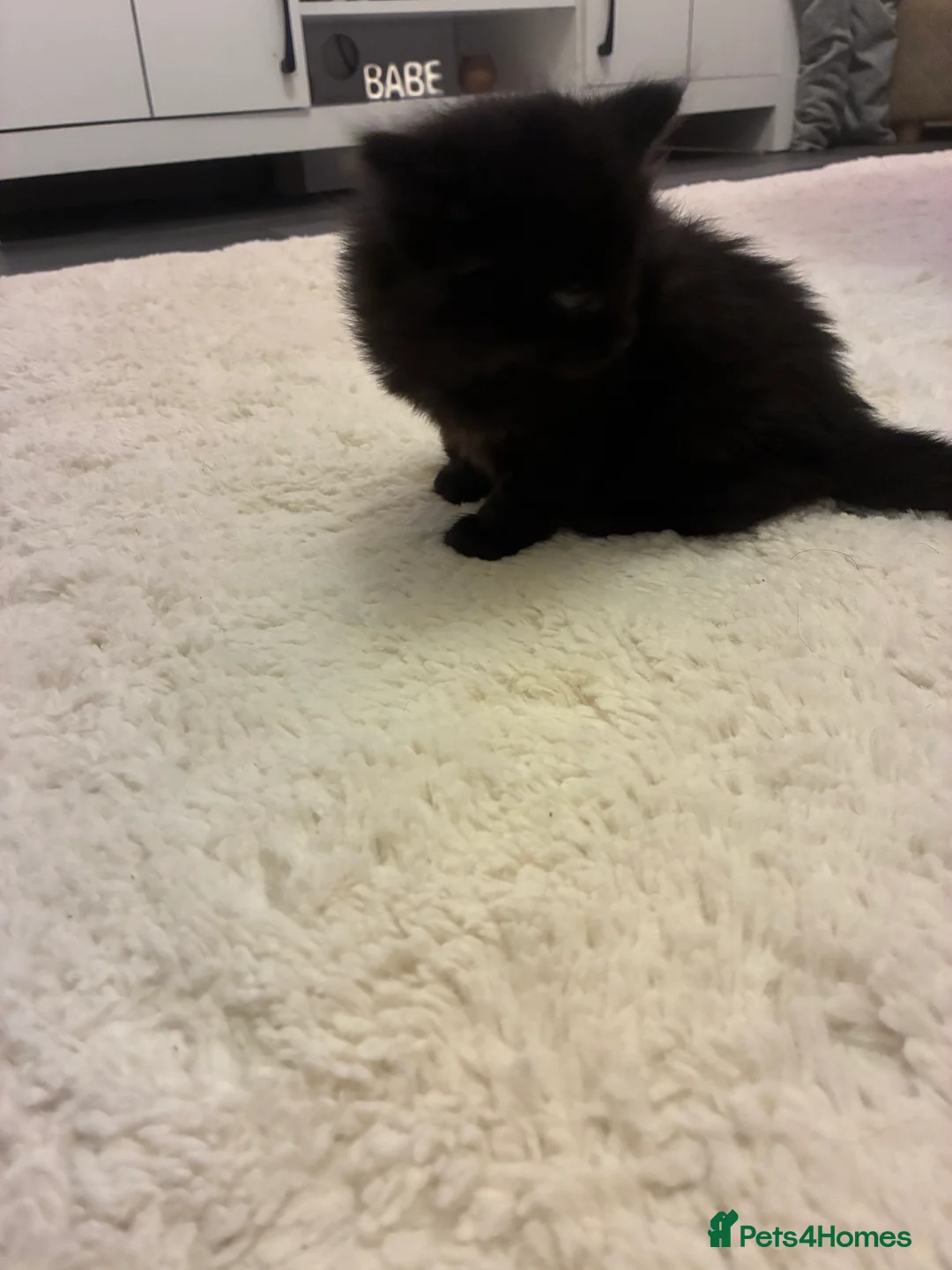 Turkish Angora cats for sale: Turkish angora male  - Advert 7