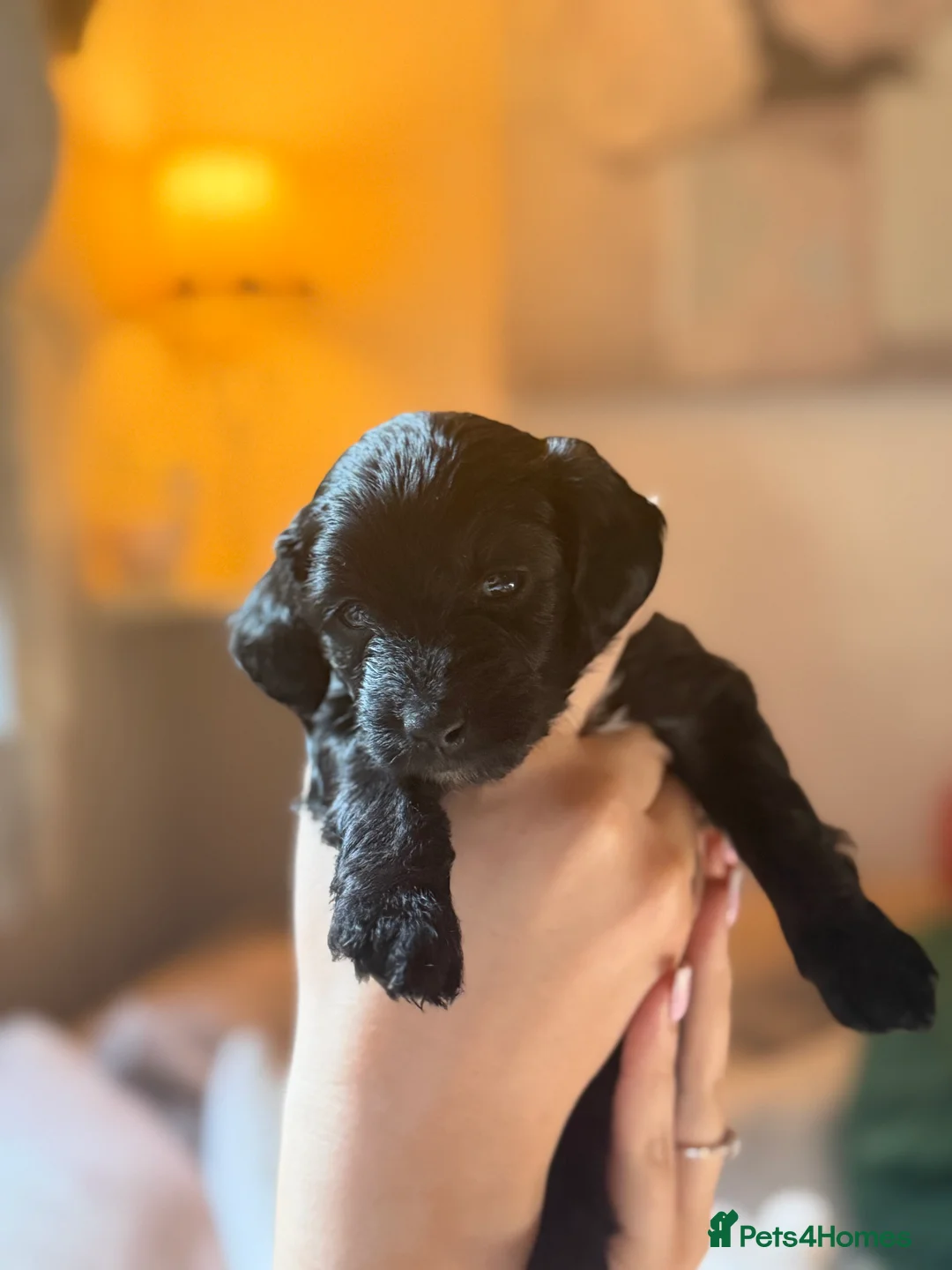 Mixed Breed dogs for sale: Miniature Poodle Cross Puppies  - Advert 33
