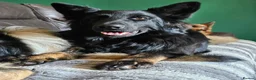 German Shepherd dogs for sale: A Healthy Litter Of 7 German Shepherds - Advert 9