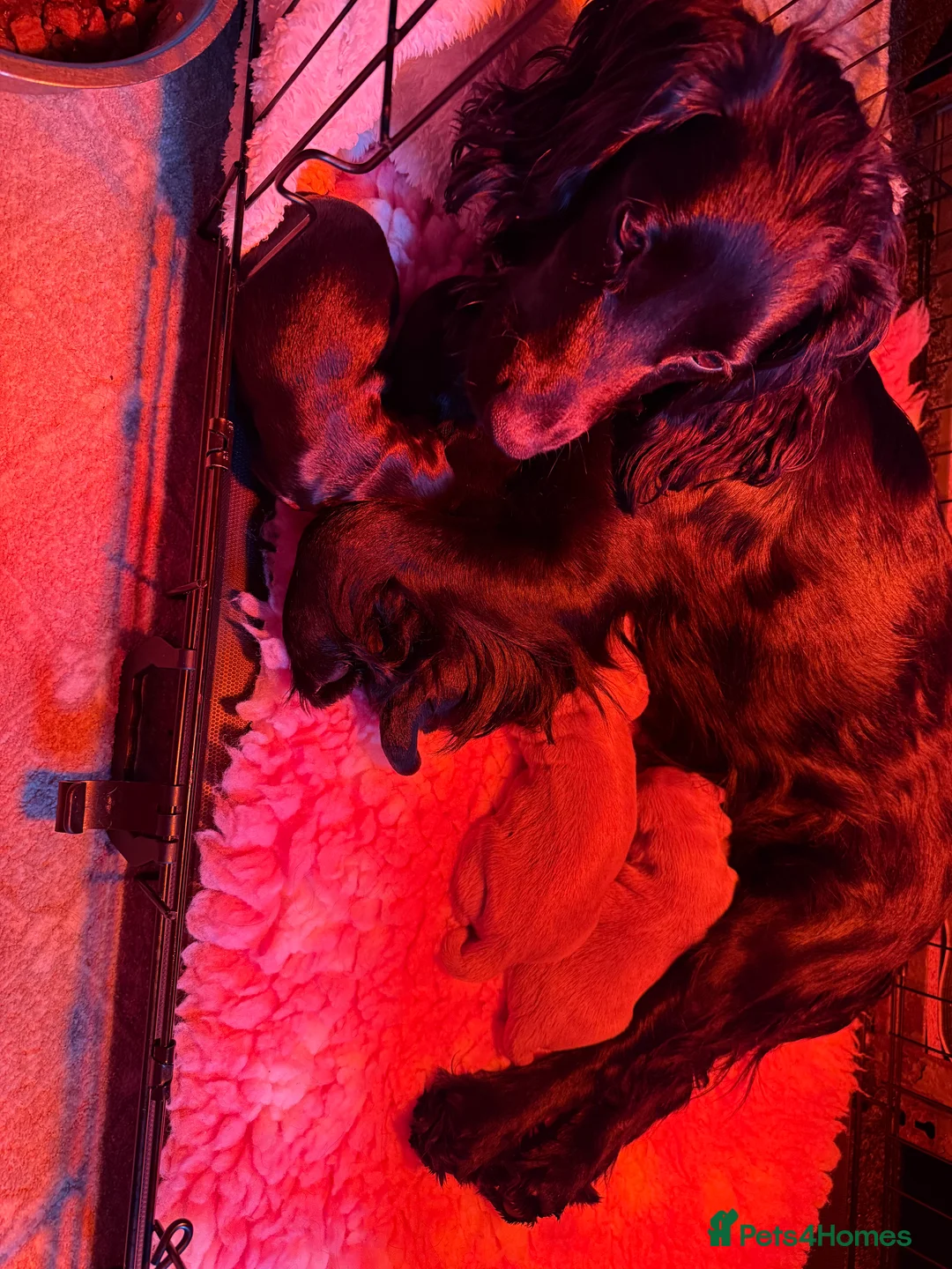 Cocker Spaniel dogs for sale: 4 stunning cocker spaniel babies for sale - Advert 1