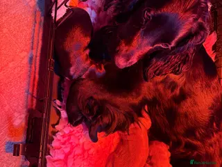 Cocker Spaniel dogs 4 stunning cocker spaniel babies for sale - Advert 8