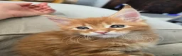 Maine Coon cats for sale: Red Tabby Maine Coons  - Advert 10