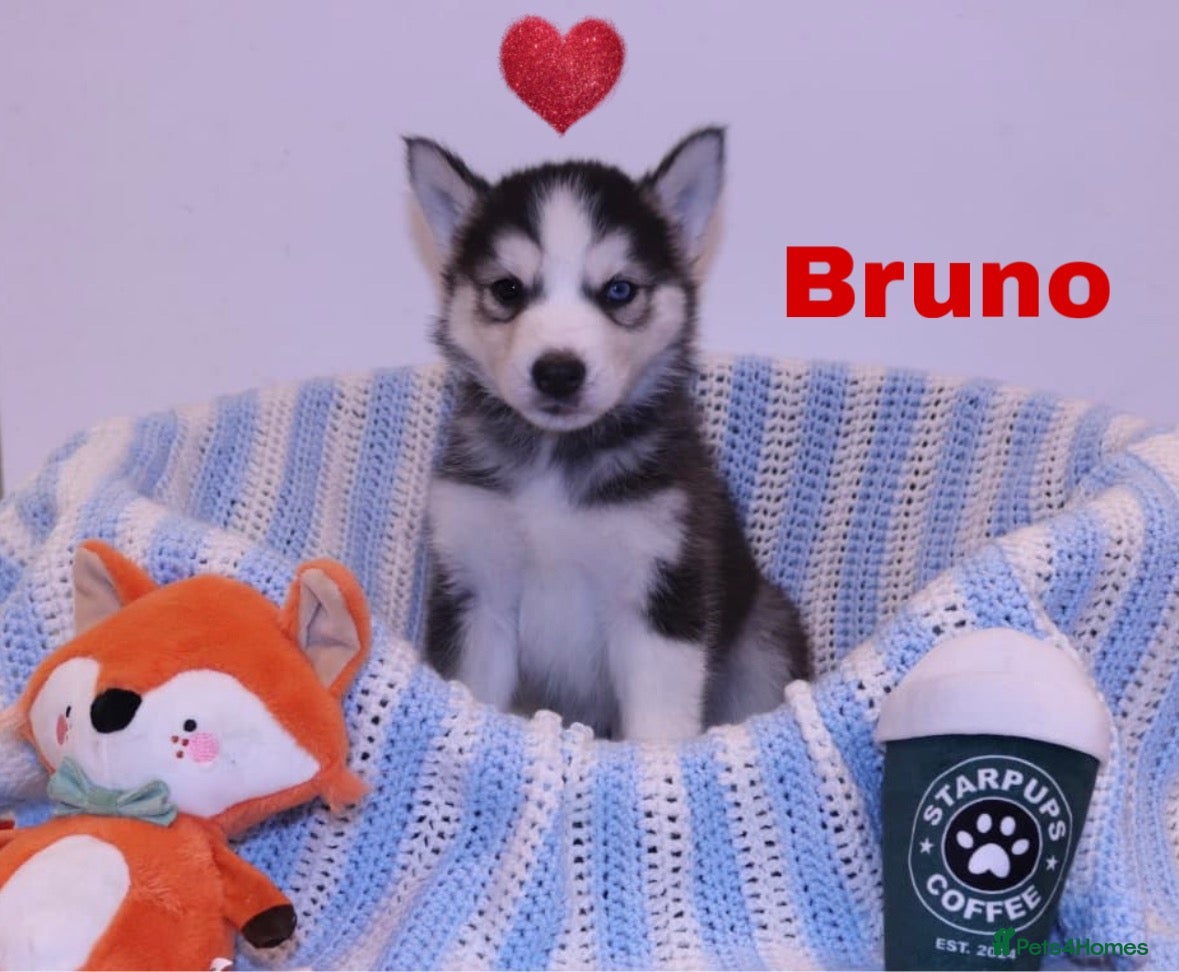 Siberian Husky dogs for sale: Pedigree Siberian Husky Puppies  - Advert 15