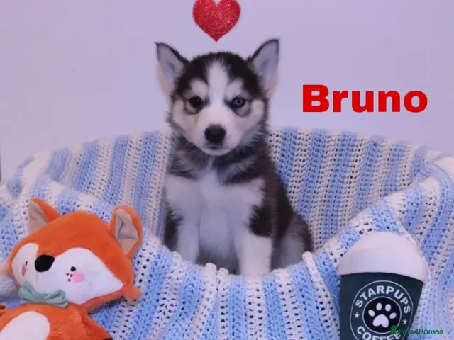 Siberian Husky dogs for sale: Pedigree Siberian Husky Puppies - Advert 15
