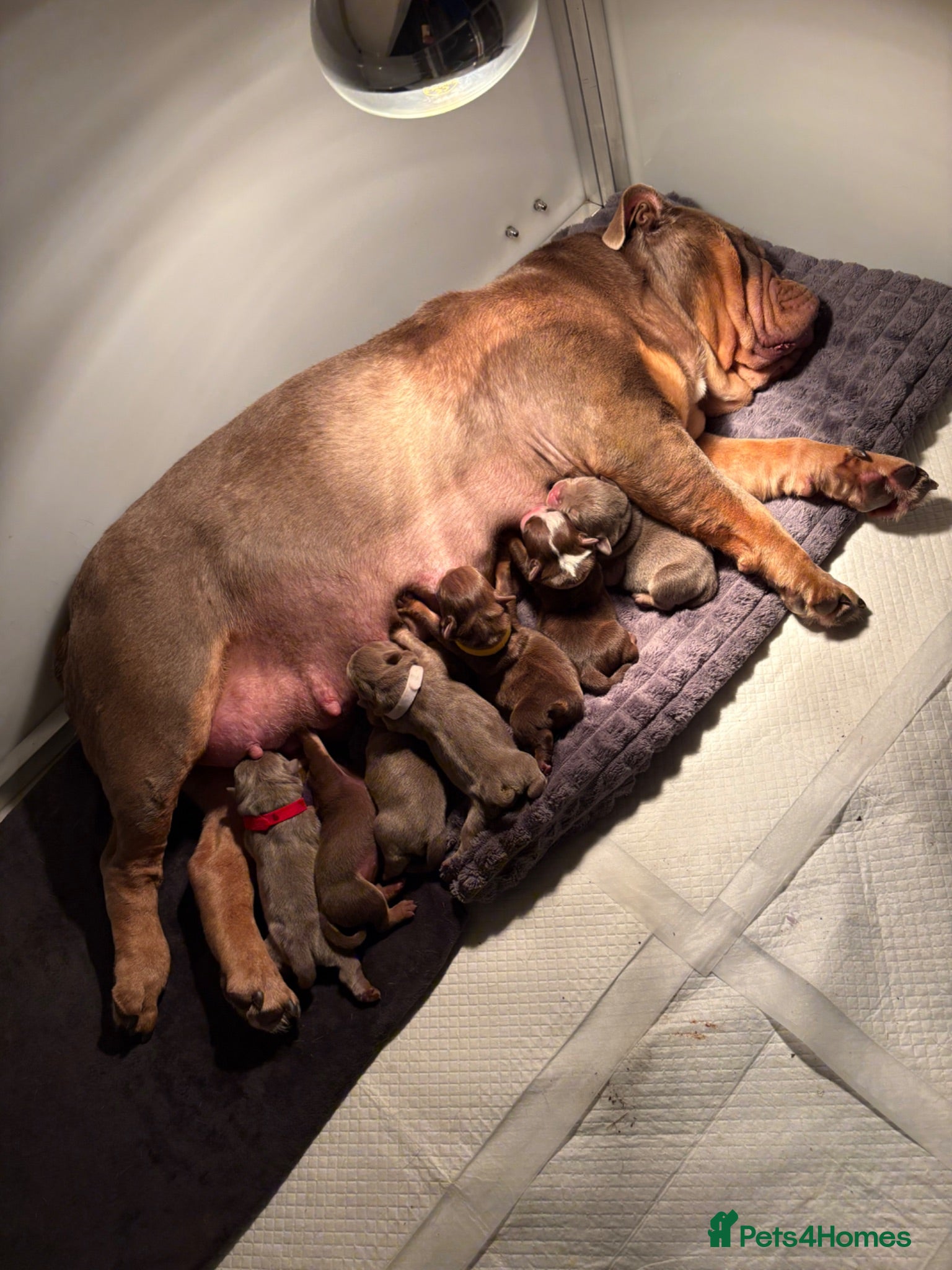 English Bulldog dogs 2 beaut female English bulldogs NEBBR registered - Advert 8