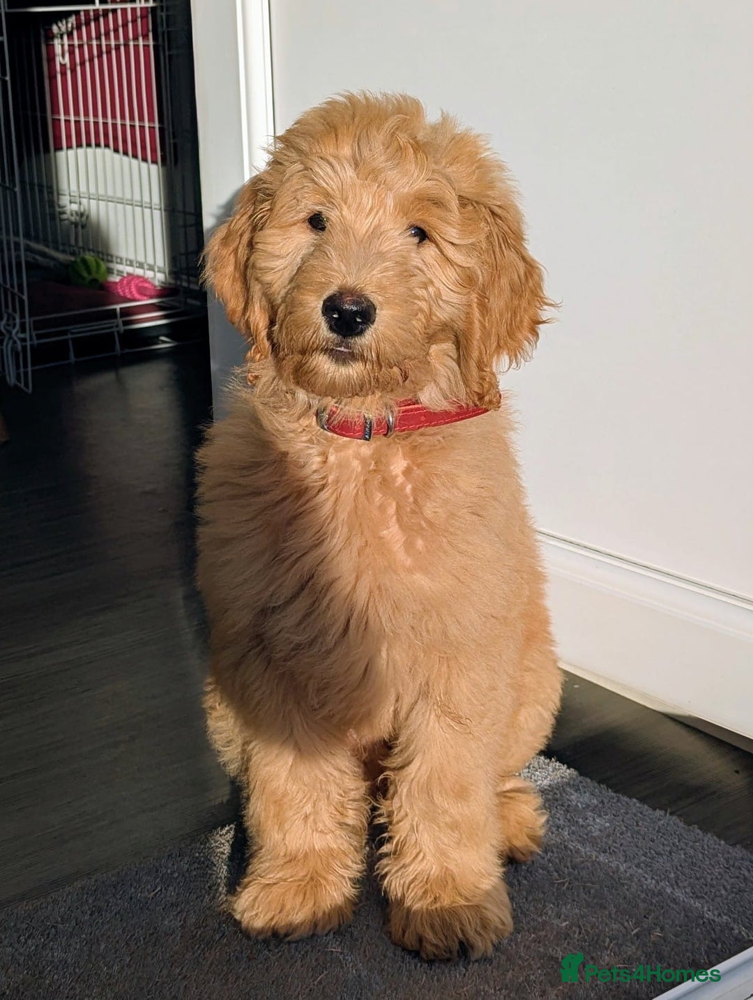 Goldendoodle dogs for sale: Goldendoodle fabulous male puppy!  - Image 3