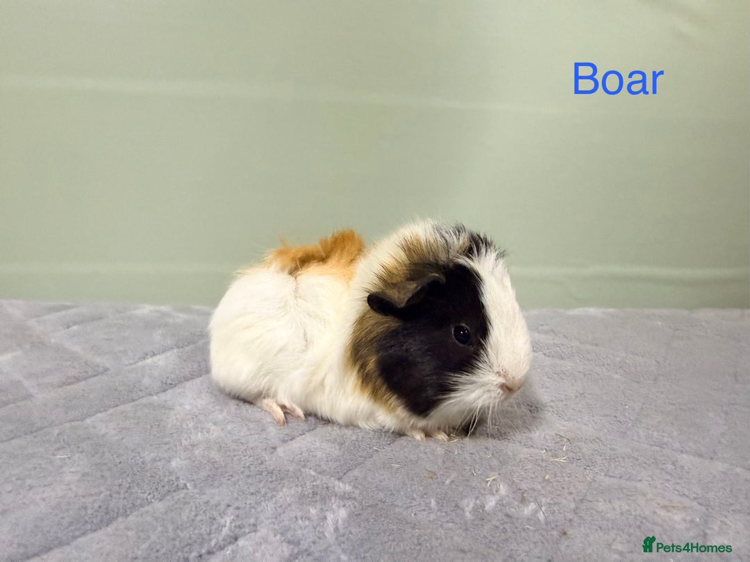 Guinea Pig rodents for sale: Baby guinea pigs  - Advert 5